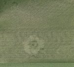 Spring Green Semi Tissue Saree with Floral Digital Prints